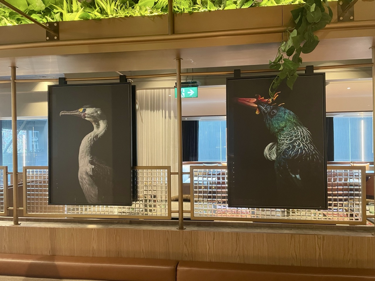 A photo of my Tui and Pied Shag prints in the lobby of the Radisson RED Hotel in Auckland.