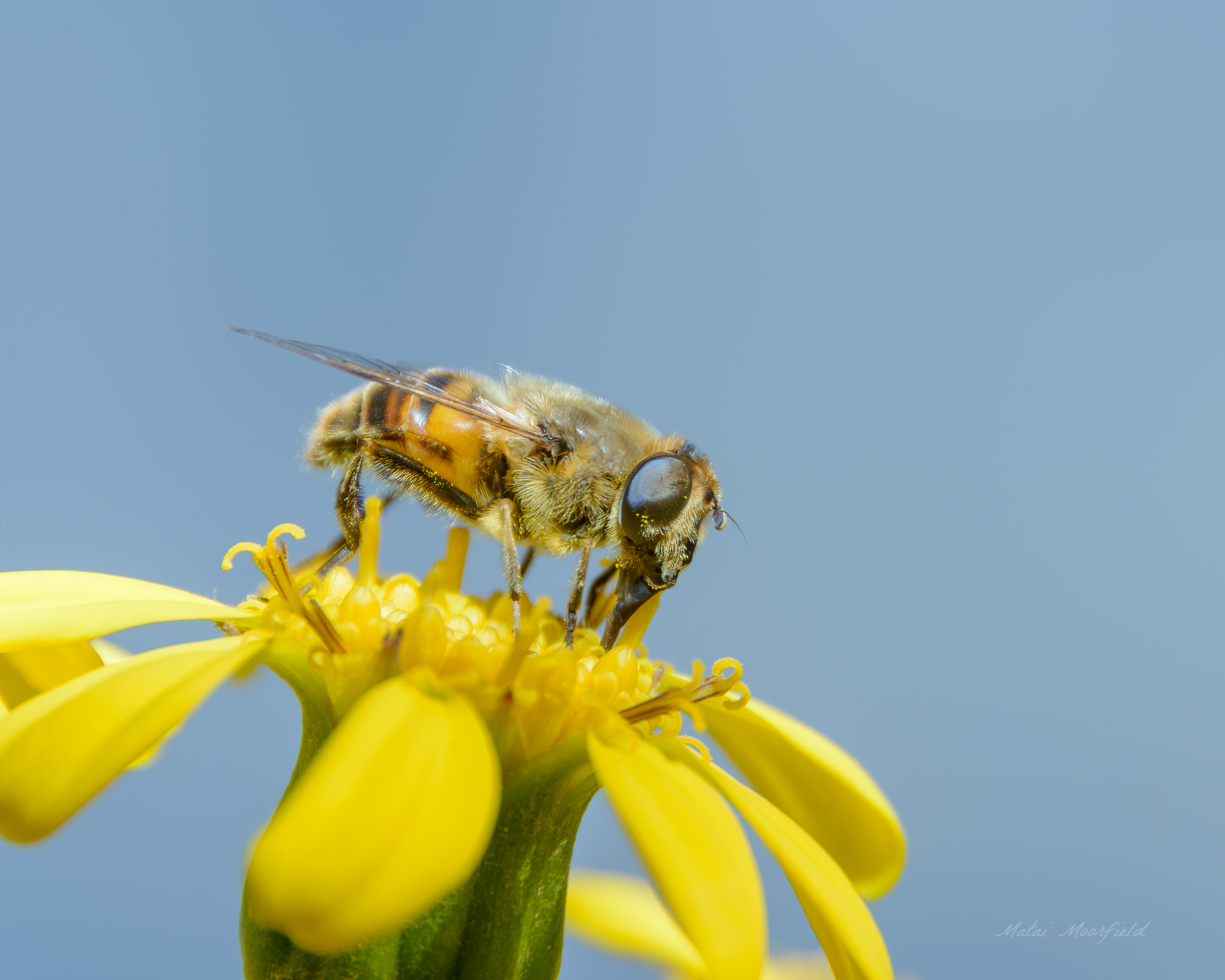A bee pollinating a New Zealand Flower fine art insect macro photo A bee pollinating a New Zealand Flower fine art insect macro photo