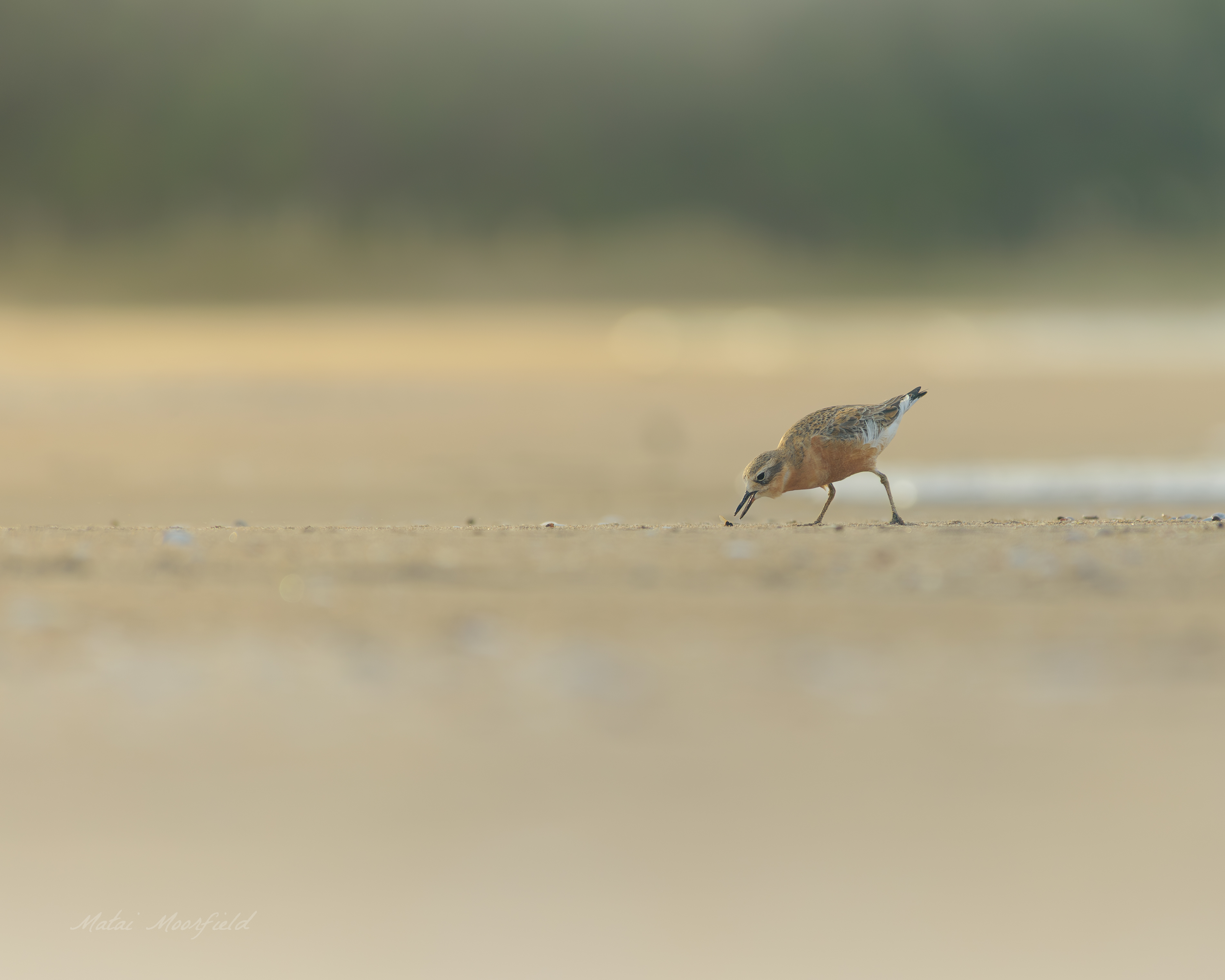 A New Zealand Dotterel (Tuturiwhatu) camouflaged against the sandy beach, its delicate features and watchful eyes scanning for prey. This endangered bird is a testament to New Zealand's unique coastal wildlife. A New Zealand Dotterel (Tuturiwhatu) camouflaged against the sandy beach, its delicate features and watchful eyes scanning for prey. This endangered bird is a testament to New Zealand's unique coastal wildlife.