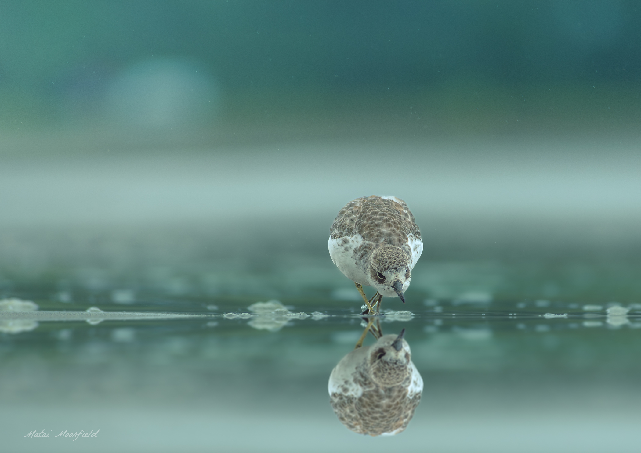 Northern Dotterel mirrored in the shoreline at Coromandel
