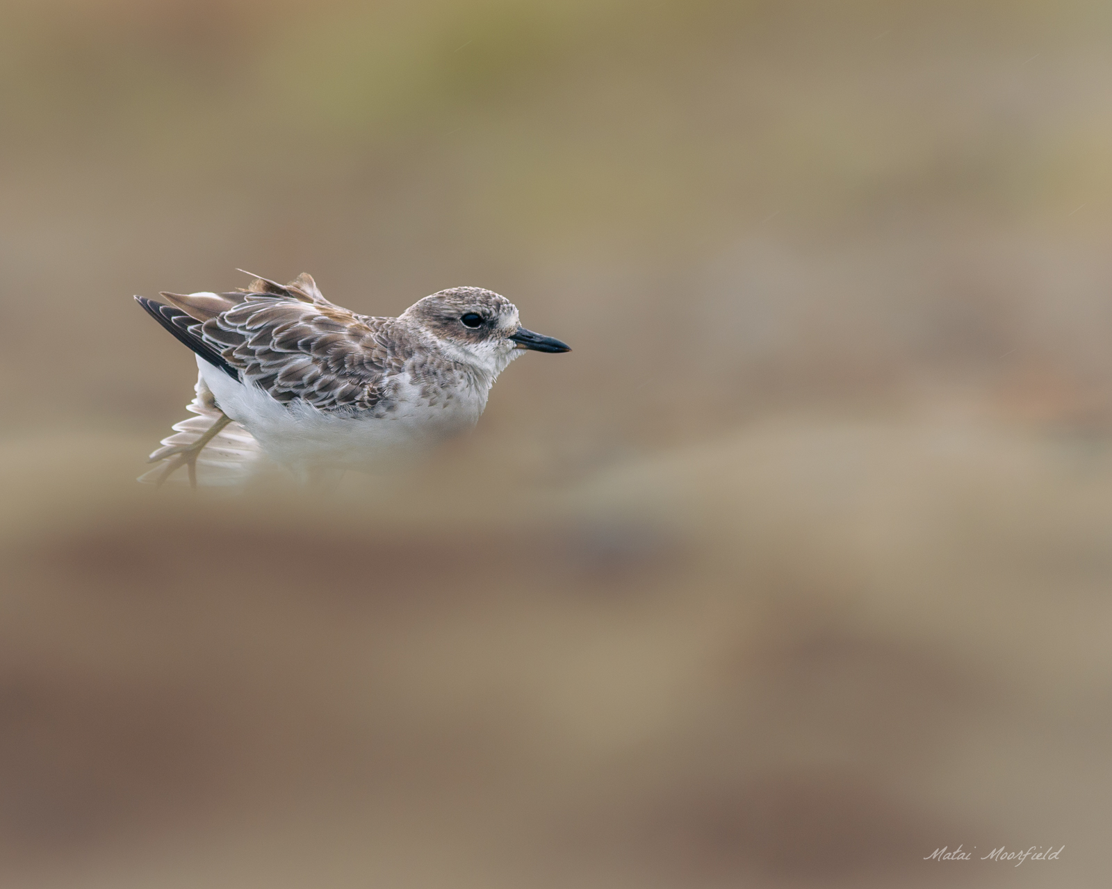 Northern Dotterel mirrored in the shoreline at Coromandel