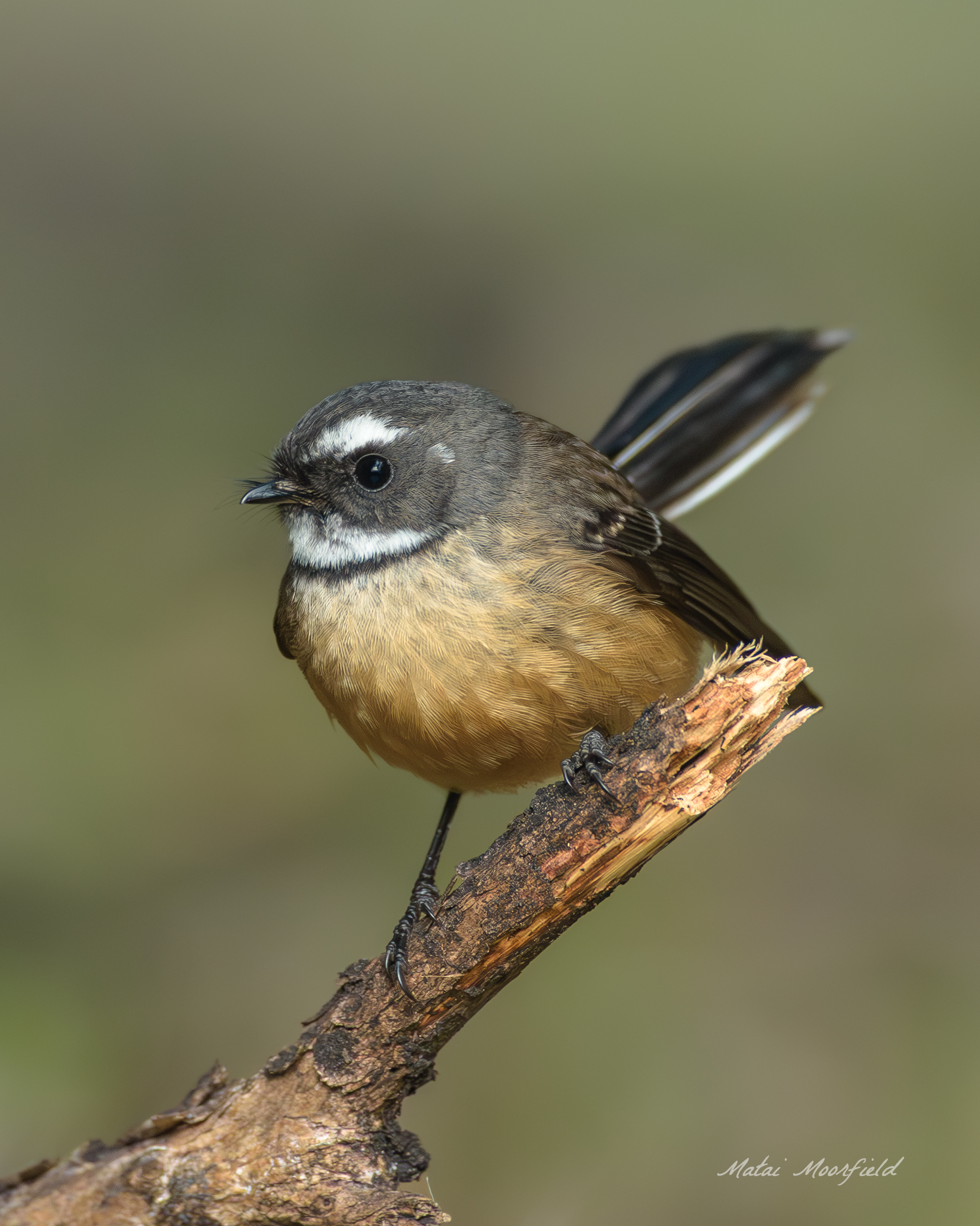 Native New Zealand fantail branch fine art bird photo ANative New Zealand fantail branch fine art bird photo