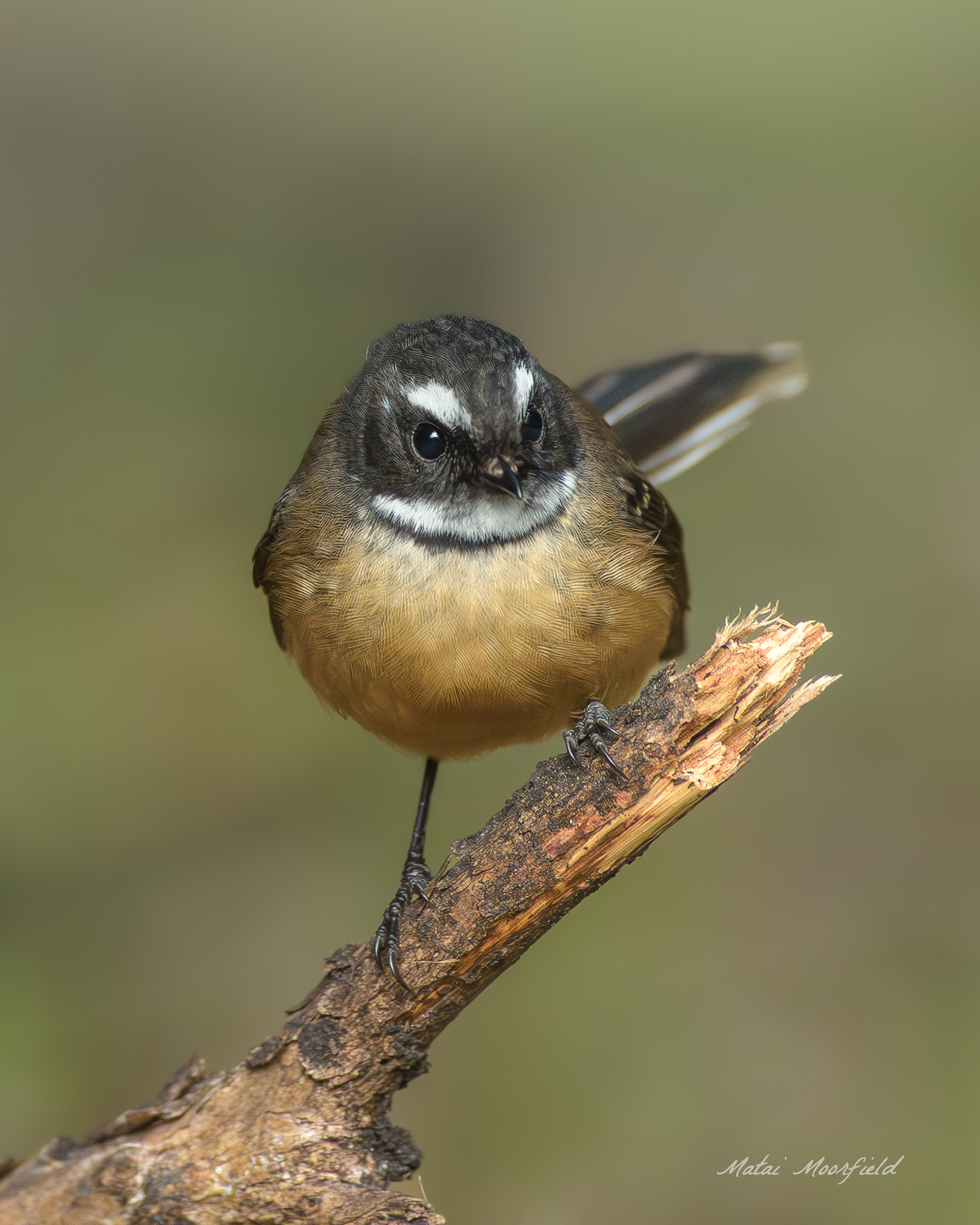 Native New Zealand fantail branch fine art bird photo Native New Zealand fantail branch fine art bird photo