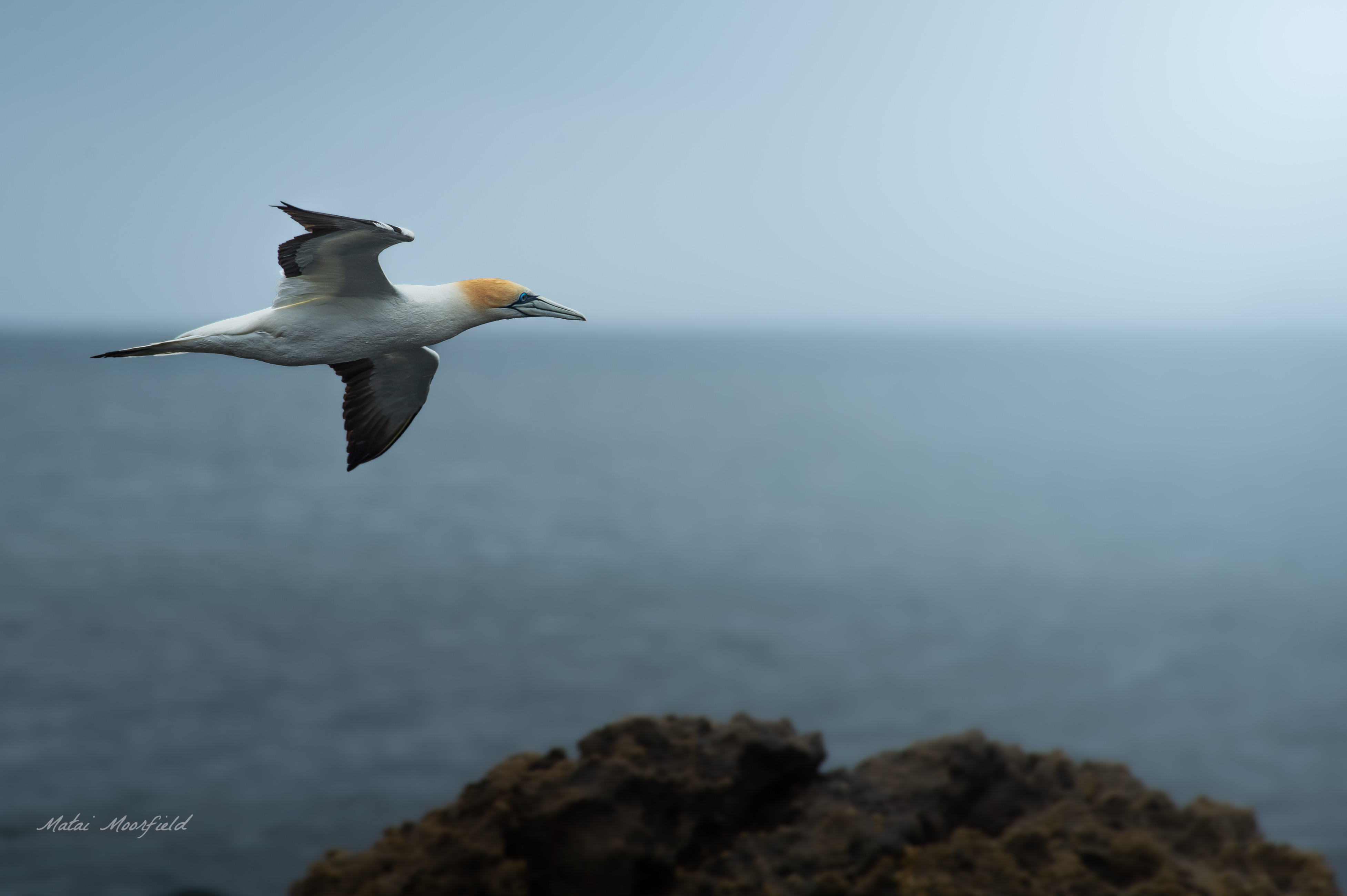 Australasian Gannet hunting for fish