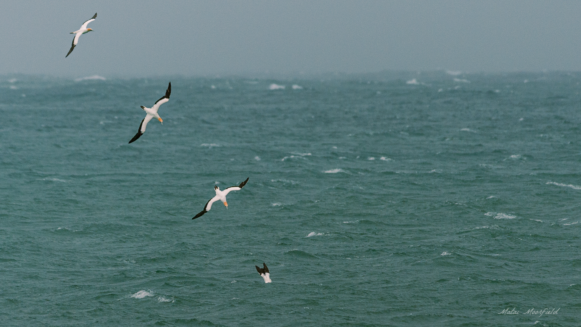 Australasian Gannet diving into rough ocean waves