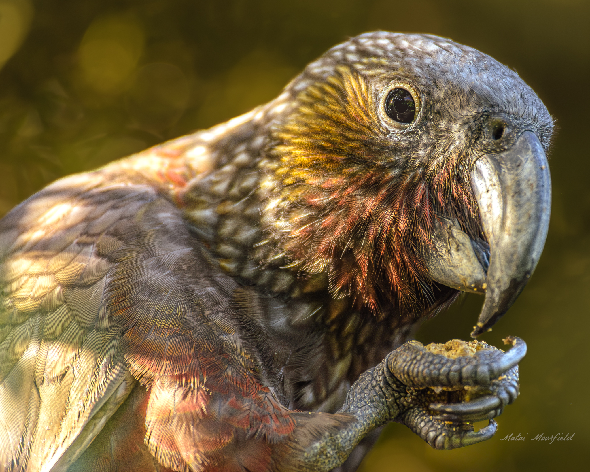 Native New Zealand Kaka bird eating food from its foot at sunrise bird photo Native New Zealand Kaka bird eating food from its foot at sunrise bird photo