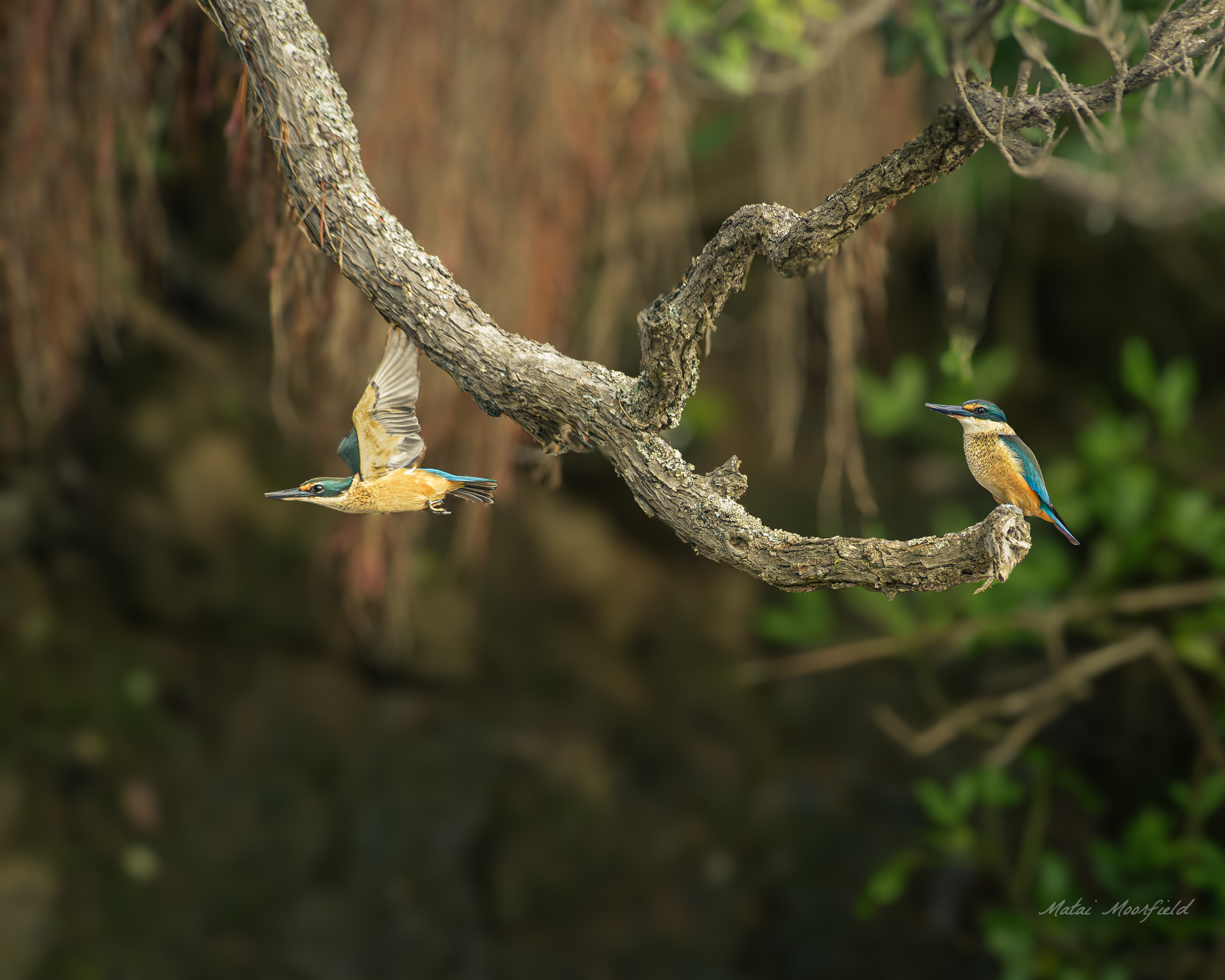 Two New Zealand Kingfishers, one in flight, at sunrise fine art wildlife bird photo Two New Zealand Kingfishers, one in flight, at sunrise fine art wildlife bird photo