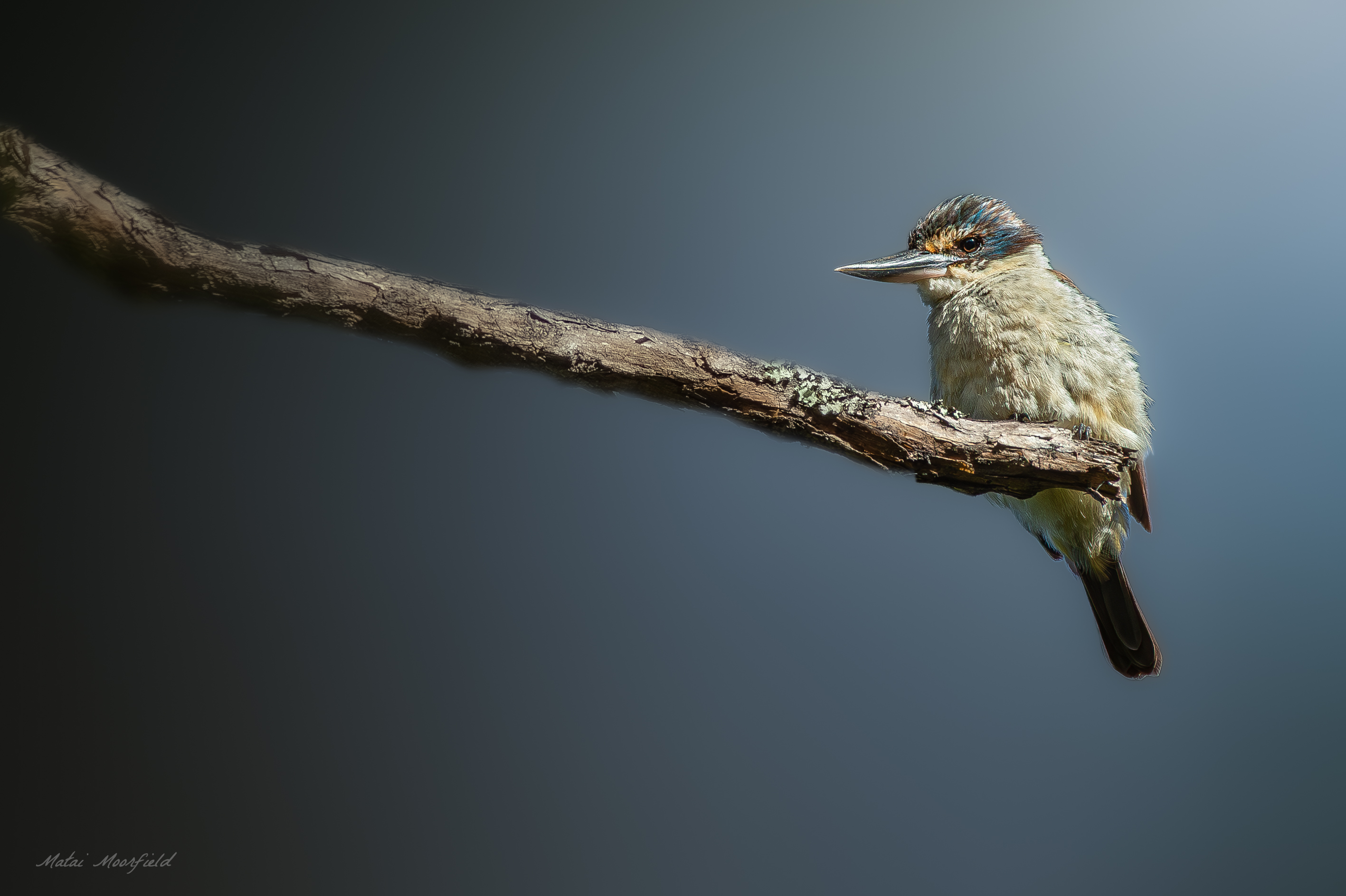 A New Zealand Kingfisher perched on a branch fine art wildlife bird photo A New Zealand Kingfisher perched on a branch fine art wildlife bird photo