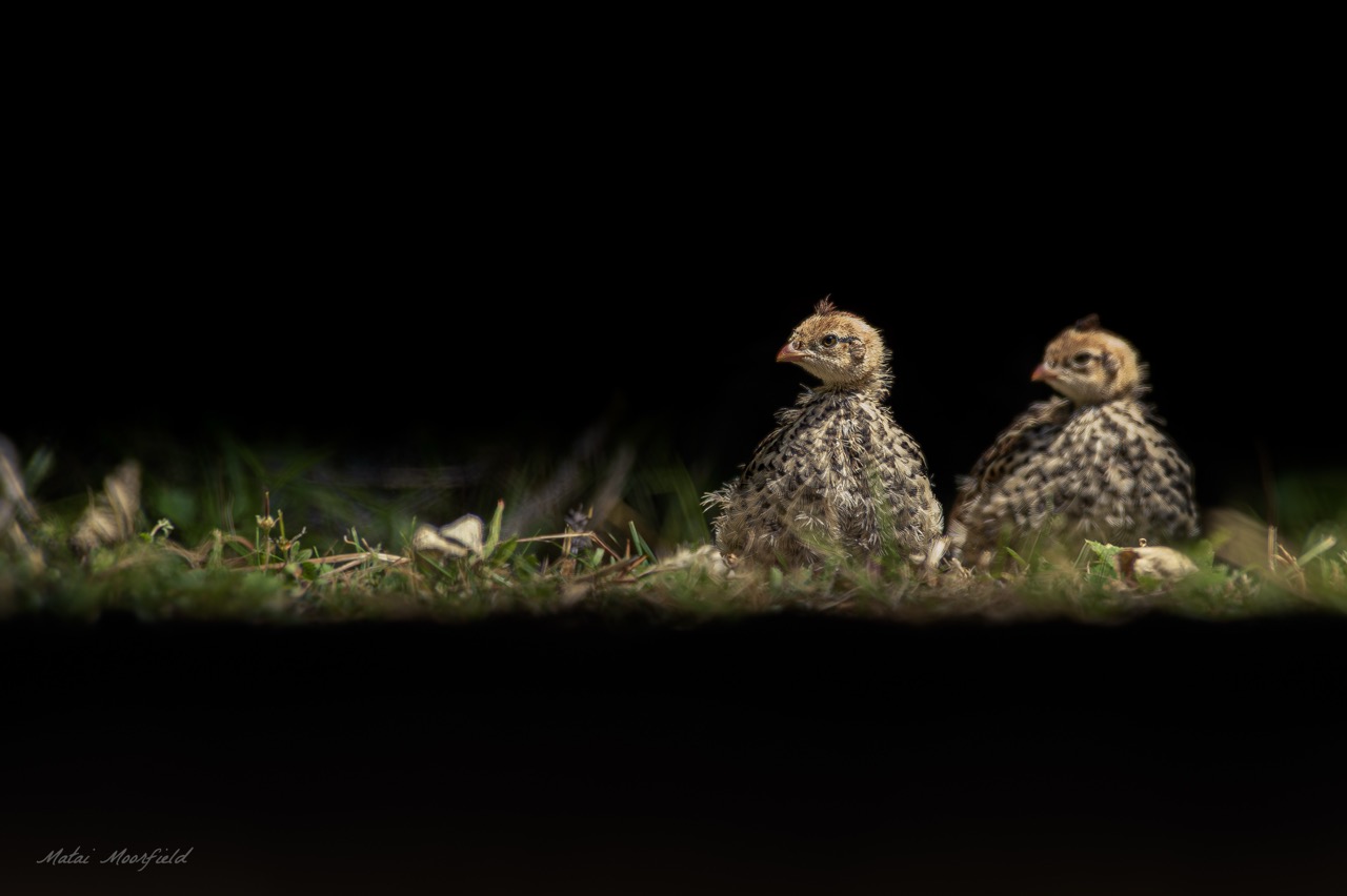 Brown Quail chicks surrounded by darkness - Fine Art willdife photo