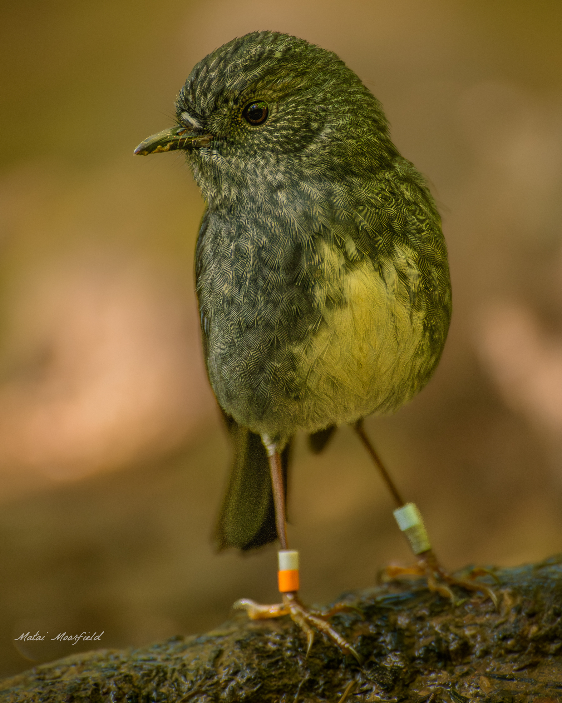 Native New Zealand Robin bird photo with a yellow background