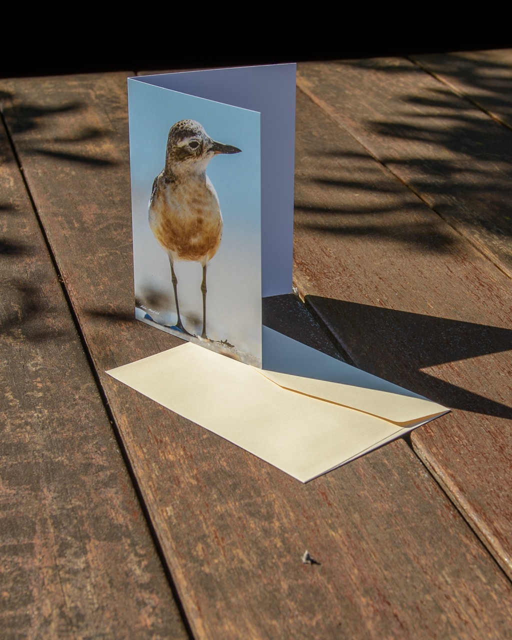 Dotterel Wildlife Greeting Cards - New Zealand Bird Photography