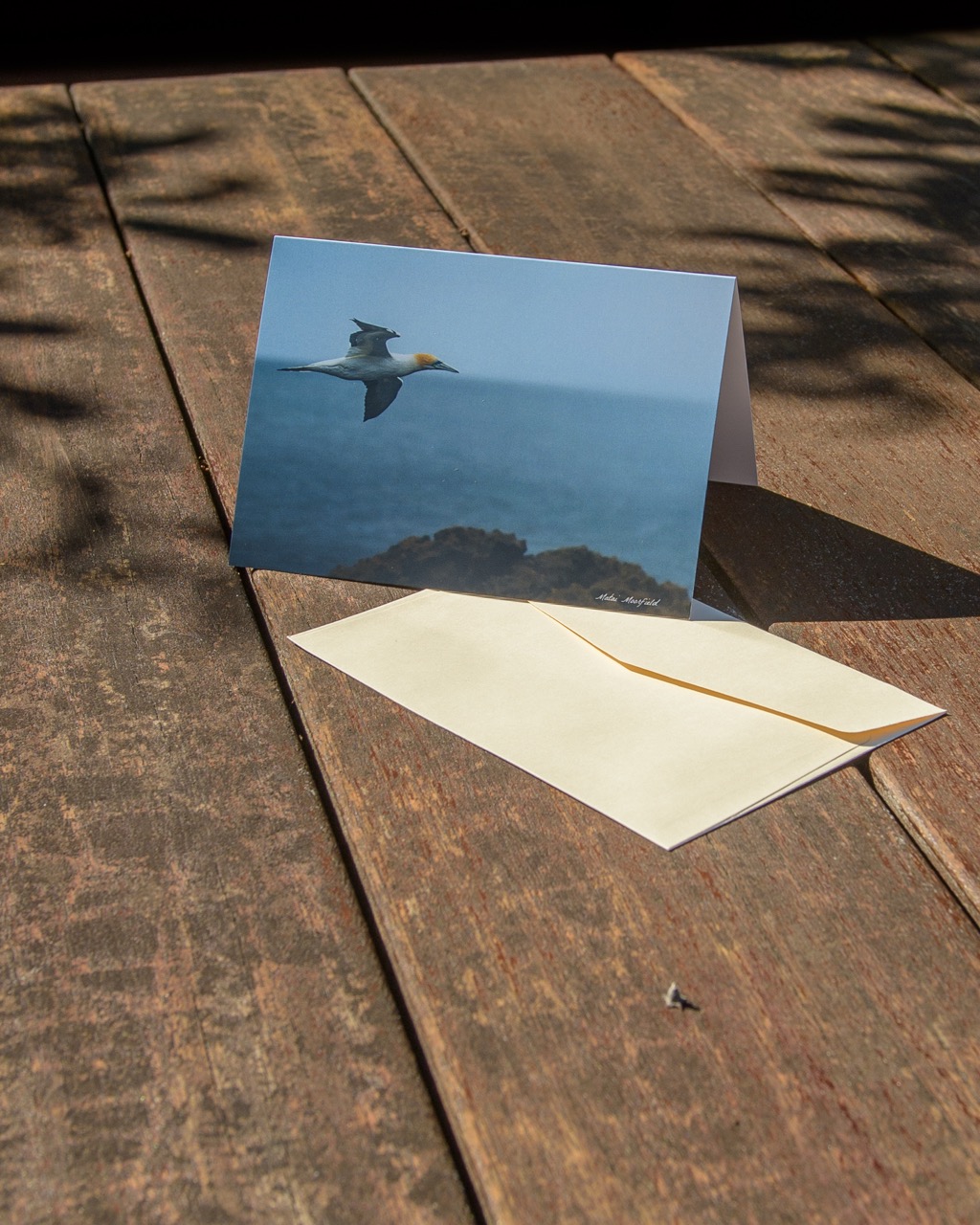 Australasian Gannet Wildlife Greeting Cards - New Zealand Bird Photography