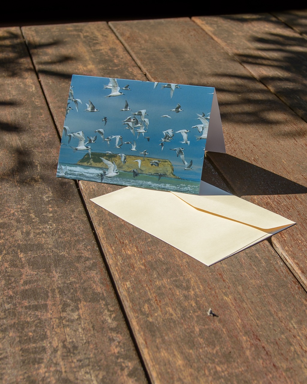 Flock of White Fronted Terns Wildlife Greeting Cards - New Zealand Bird Photography