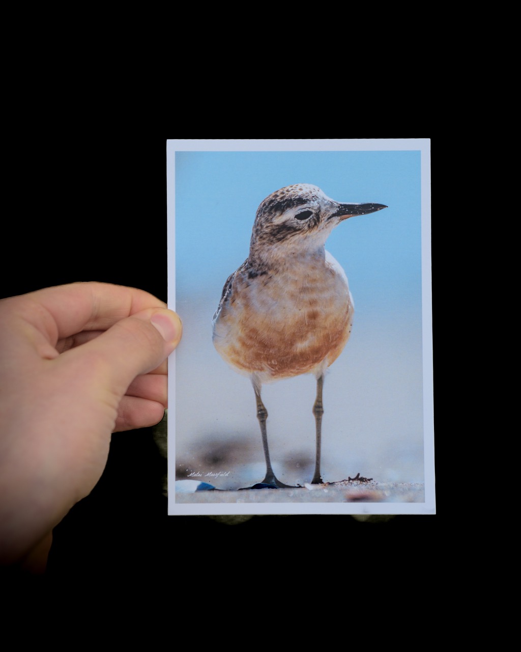 Dotterel Wildlife Postcard - New Zealand Bird Photography