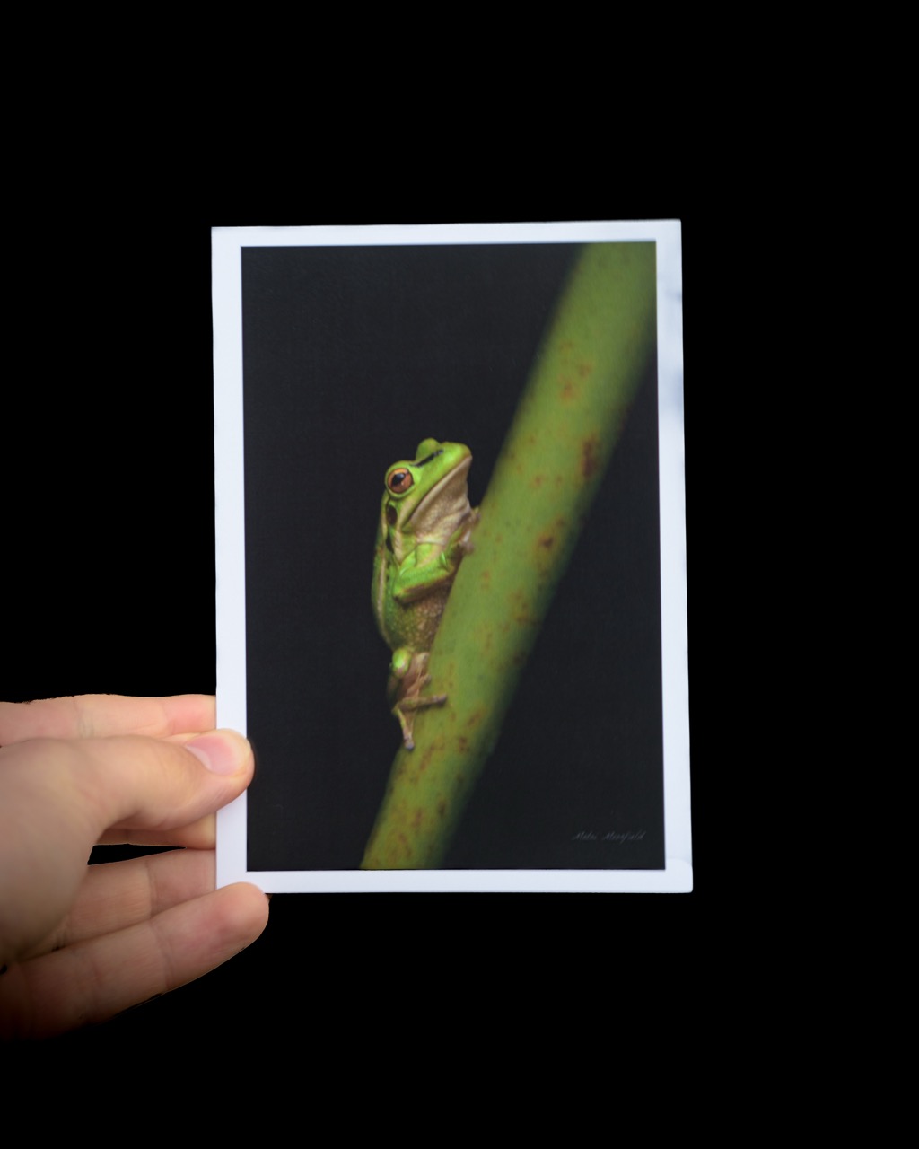 Bell Frog Wildlife Postcard - New Zealand Bird Photography
