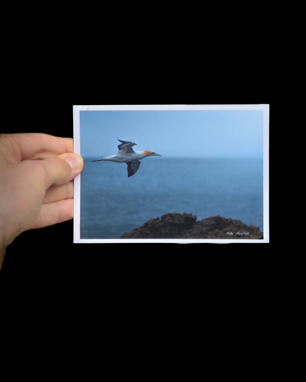 Australasian Gannet Wildlife Postcard - New Zealand Bird Photography