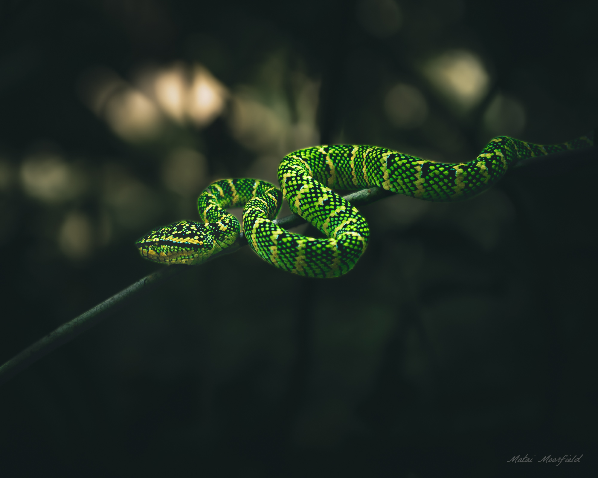 Pit Viper on a branch on the hunt in Malaysia - Fine art wildlife photograph