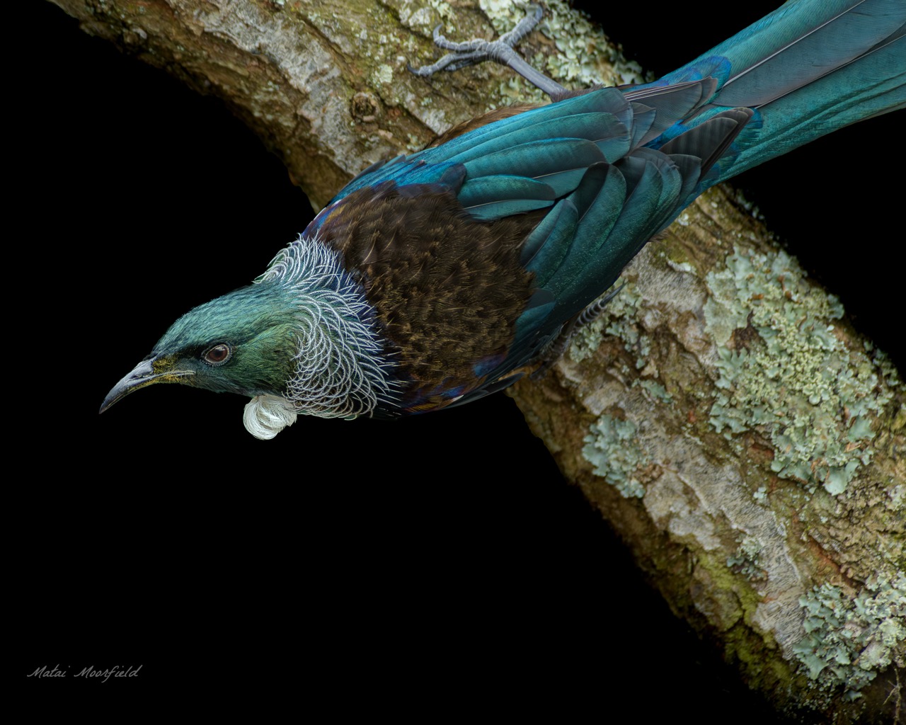 Native Tui bird eating nectar in a flax bush with a dark background