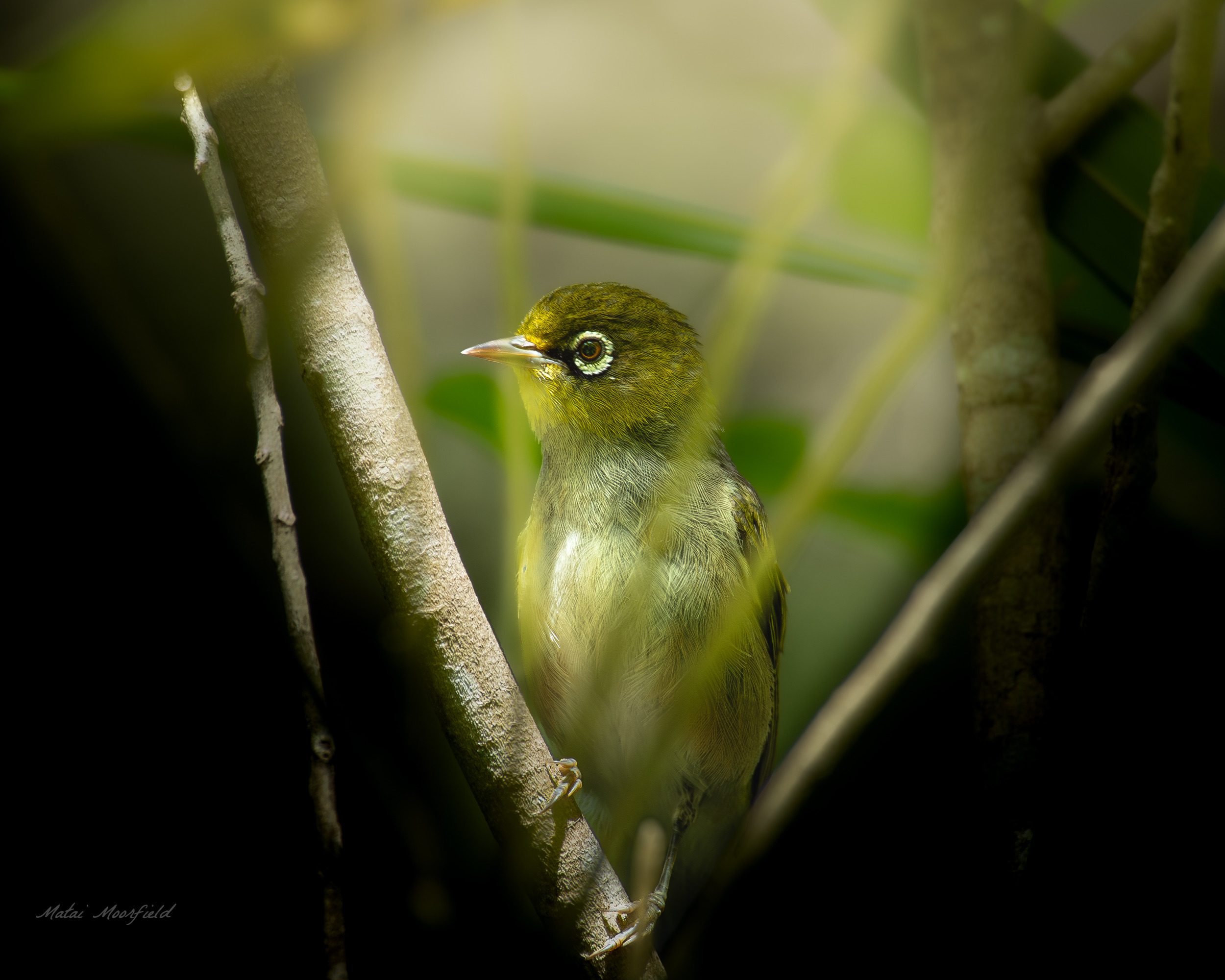 Waxeye/Silvereye through flax tree branches